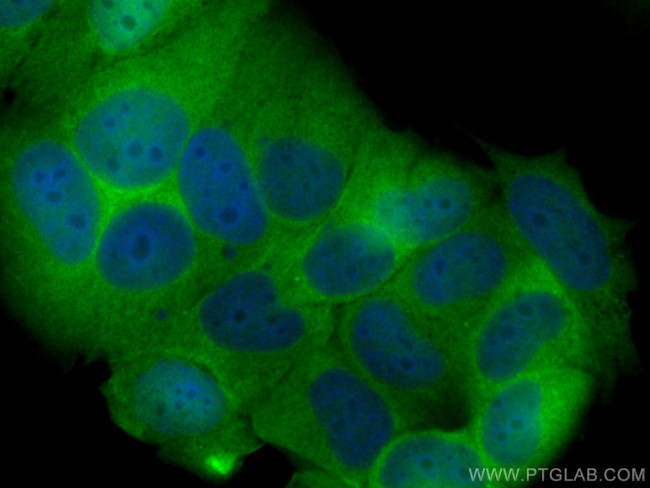 FKBP52 Antibody in Immunocytochemistry (ICC/IF)
