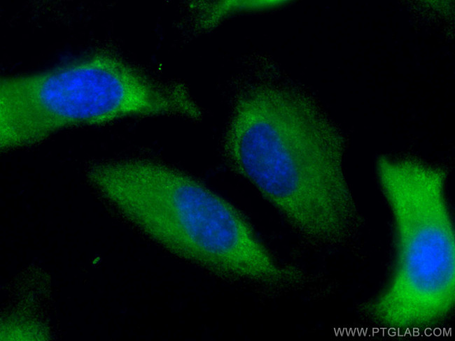 AHCYL1 Antibody in Immunocytochemistry (ICC/IF)