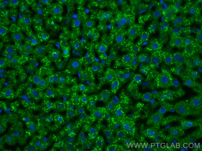 MGP Antibody in Immunohistochemistry (PFA fixed) (IHC (PFA))