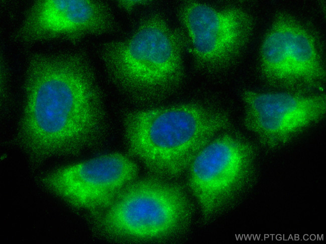 RTN4/NOGO Antibody in Immunocytochemistry (ICC/IF)