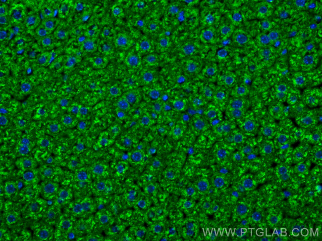 VDAC1/2 Antibody in Immunohistochemistry (PFA fixed) (IHC (PFA))