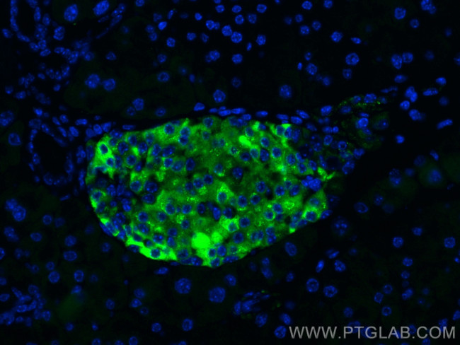 Secretogranin III Antibody in Immunohistochemistry (PFA fixed) (IHC (PFA))