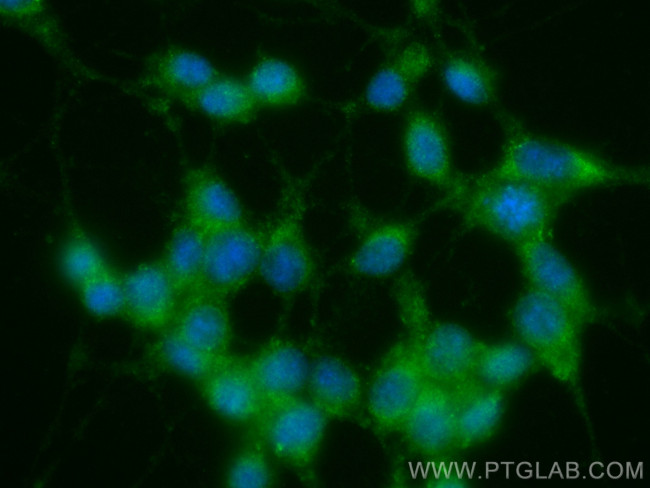 MEK1/2 Antibody in Immunocytochemistry (ICC/IF)