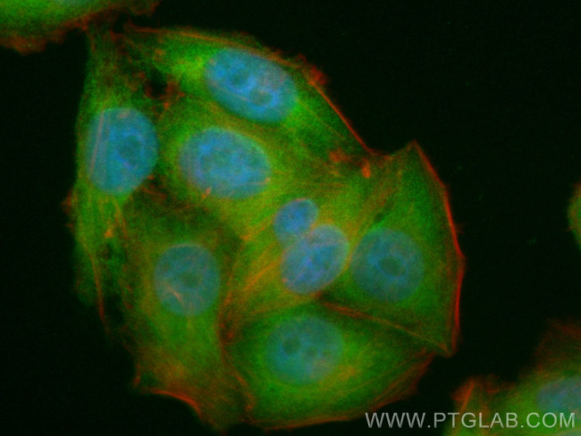 DNAJC7 Antibody in Immunocytochemistry (ICC/IF)