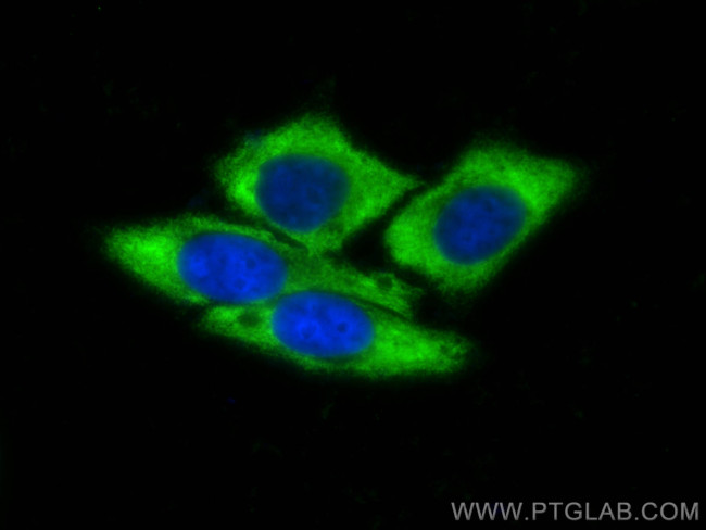 Ribosomal protein L4 Antibody in Immunocytochemistry (ICC/IF)