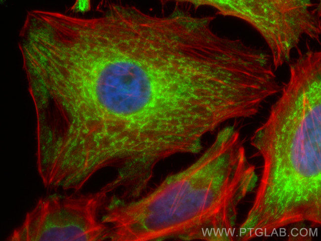 COX5B Antibody in Immunocytochemistry (ICC/IF)
