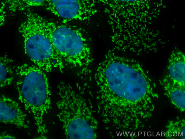 COX6B1 Antibody in Immunocytochemistry (ICC/IF)