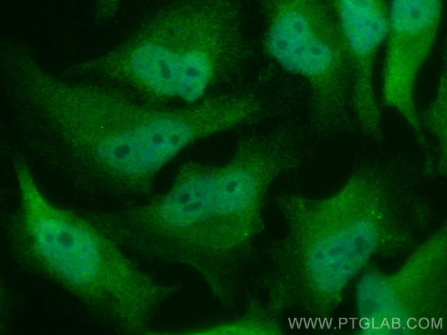 HNRNPK Antibody in Immunocytochemistry (ICC/IF)