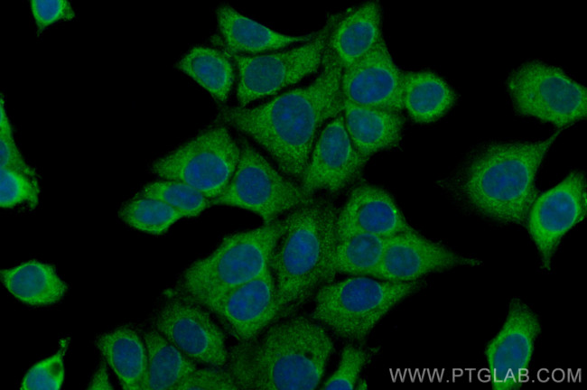 FRS2 Antibody in Immunocytochemistry (ICC/IF)