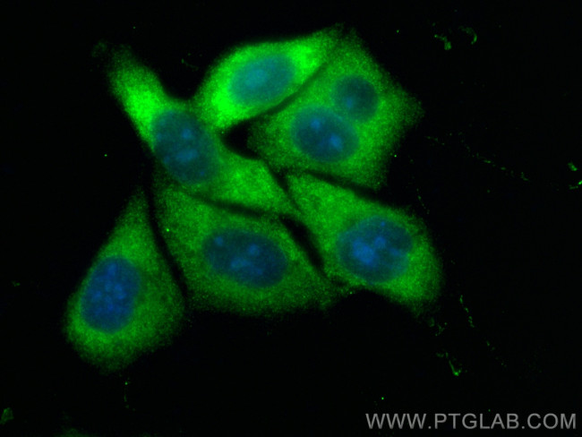 SRP68 Antibody in Immunocytochemistry (ICC/IF)