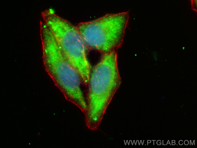 Apolipoprotein H Antibody in Immunocytochemistry (ICC/IF)