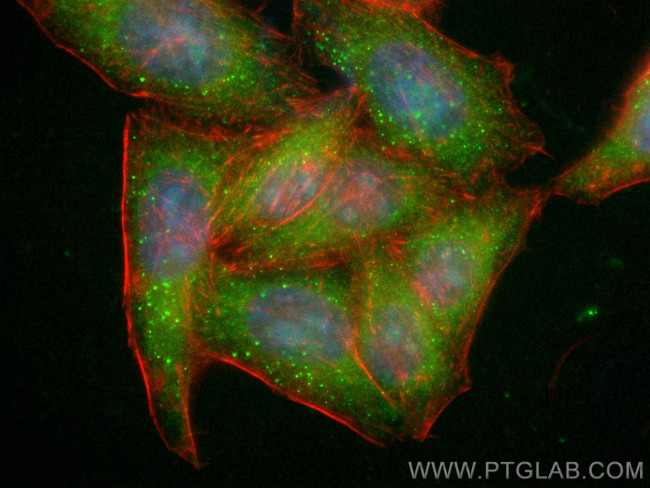 PBXIP1 Antibody in Immunocytochemistry (ICC/IF)