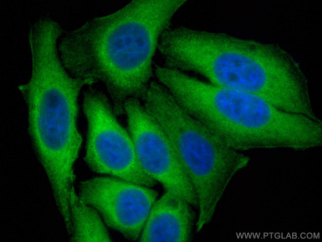 TRIM21 Antibody in Immunocytochemistry (ICC/IF)