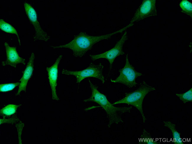 KIN17 Antibody in Immunocytochemistry (ICC/IF)