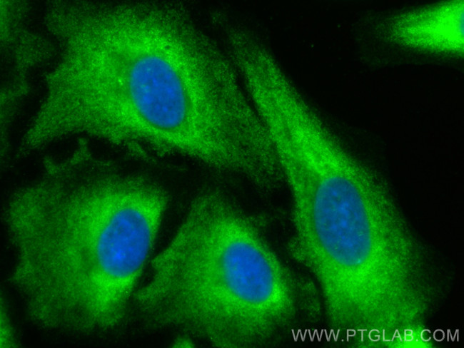 Syntaxin 7 Antibody in Immunocytochemistry (ICC/IF)