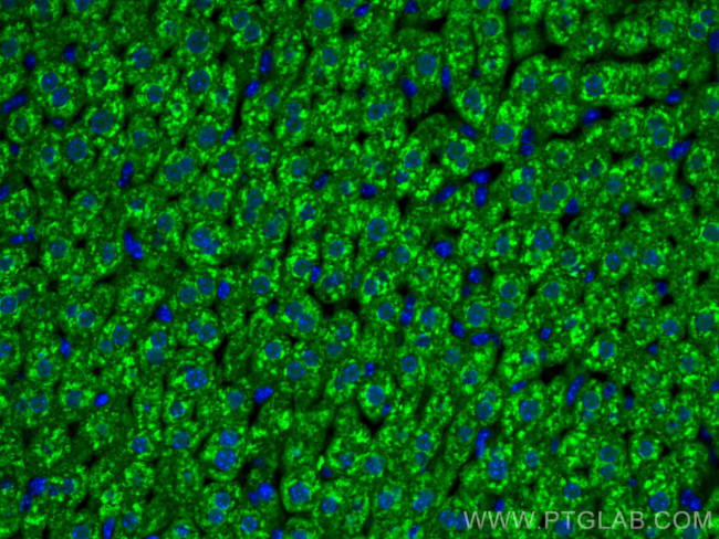 Aconitase 1 Antibody in Immunohistochemistry (PFA fixed) (IHC (PFA))