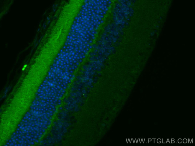 Neuropeptide Y Antibody in Immunohistochemistry (PFA fixed) (IHC (PFA))