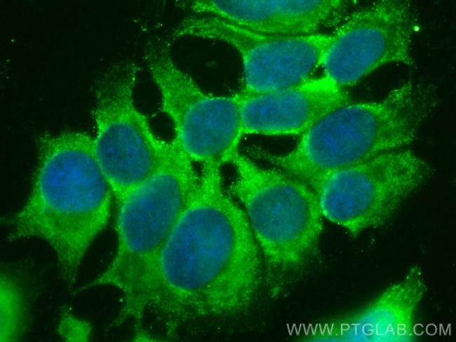 BCL2L14 Antibody in Immunocytochemistry (ICC/IF)