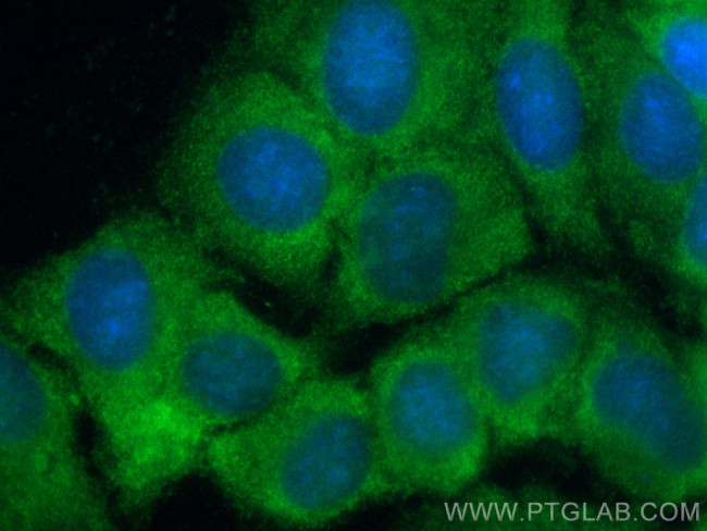 DNAJB4 Antibody in Immunocytochemistry (ICC/IF)