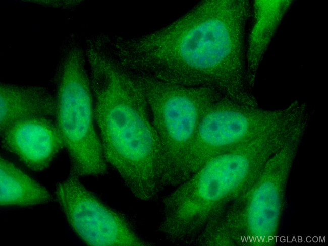 UGDH Antibody in Immunocytochemistry (ICC/IF)