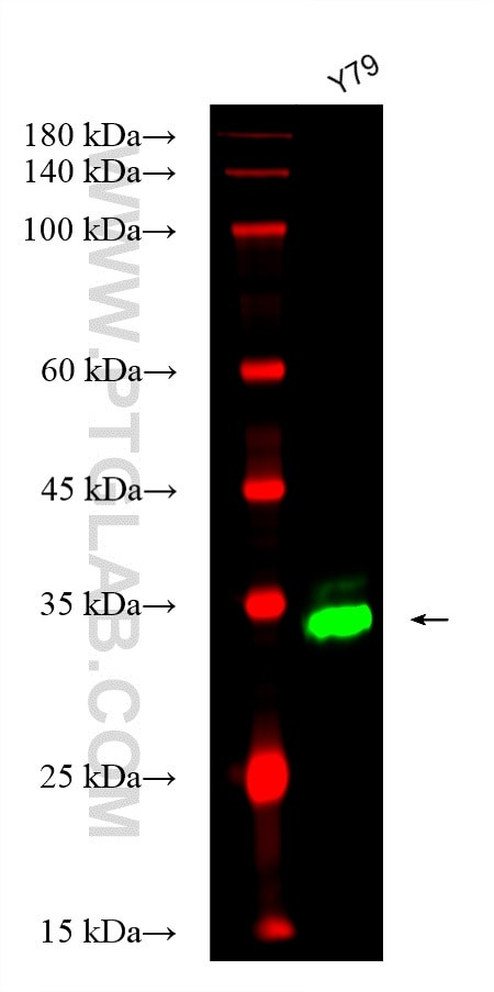 OTX2 Antibody in Western Blot (WB)