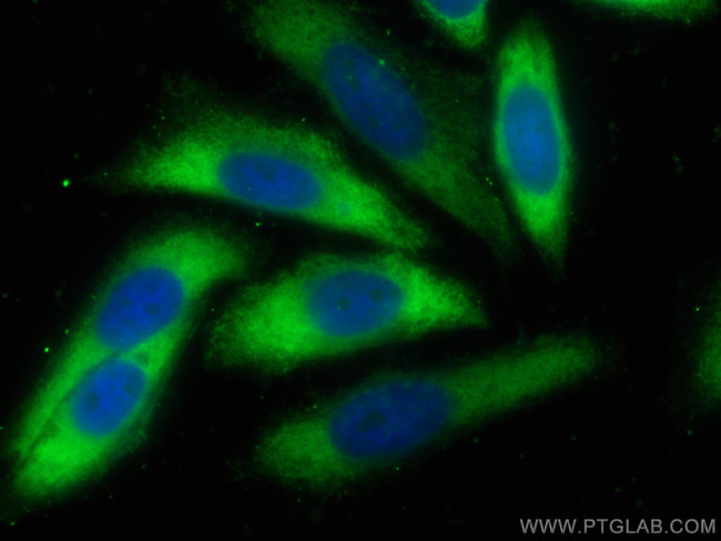 HSPA1L Antibody in Immunocytochemistry (ICC/IF)