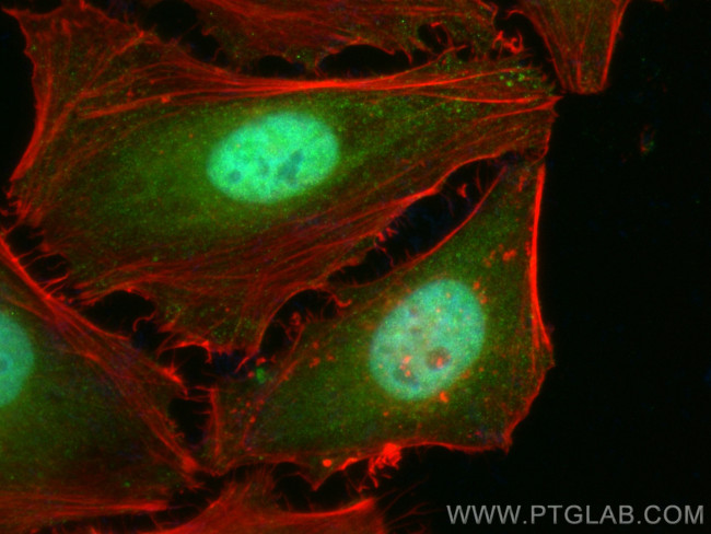 TRIM24 Antibody in Immunocytochemistry (ICC/IF)