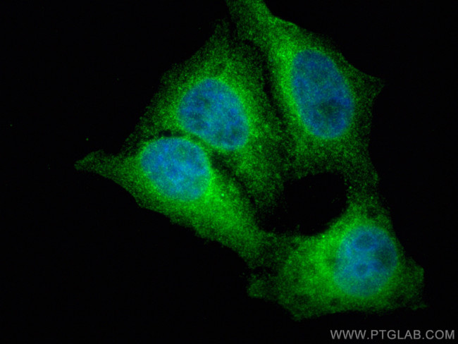NFKB1, p105, p50 Antibody in Immunocytochemistry (ICC/IF)