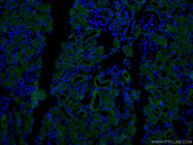 CD13 Antibody in Immunohistochemistry (PFA fixed) (IHC (PFA))