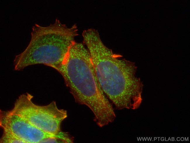 ISCU Antibody in Immunocytochemistry (ICC/IF)