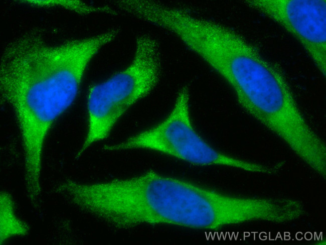 HMOX2 Antibody in Immunocytochemistry (ICC/IF)