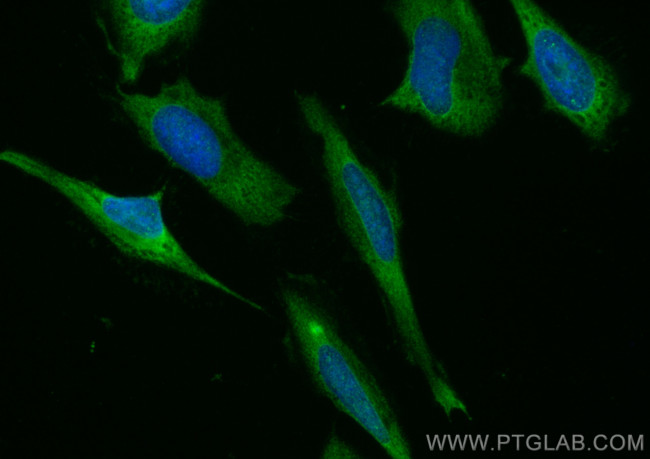 MICAL1 Antibody in Immunocytochemistry (ICC/IF)