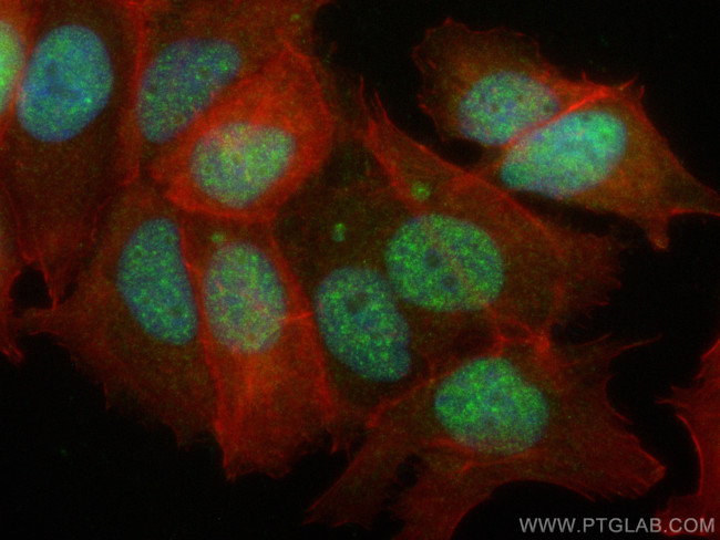 MEPCE Antibody in Immunocytochemistry (ICC/IF)