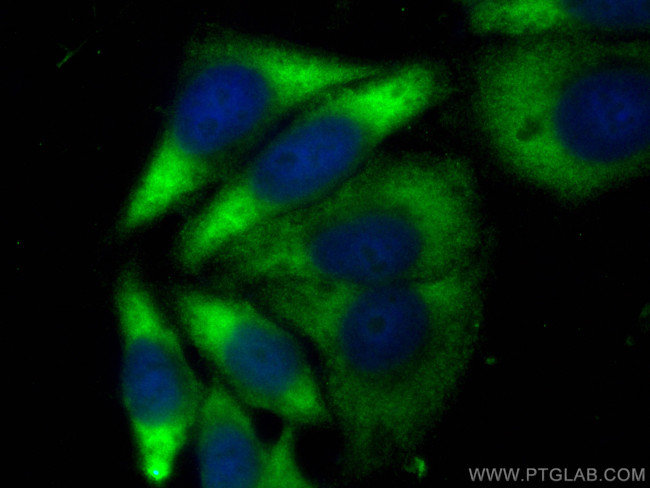 RPL39 Antibody in Immunocytochemistry (ICC/IF)