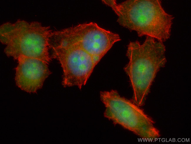 EXOSC3 Antibody in Immunocytochemistry (ICC/IF)