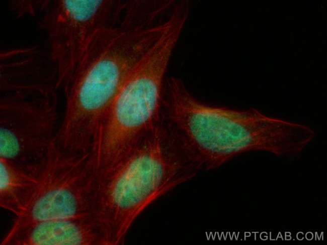 POLE3 Antibody in Immunocytochemistry (ICC/IF)