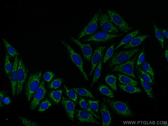 Pancreatic Polypeptide Antibody in Immunocytochemistry (ICC/IF)