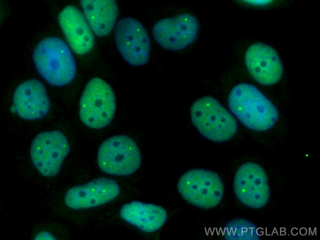 PPM1G Antibody in Immunocytochemistry (ICC/IF)