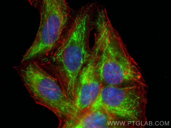 ATP5F1 Antibody in Immunocytochemistry (ICC/IF)