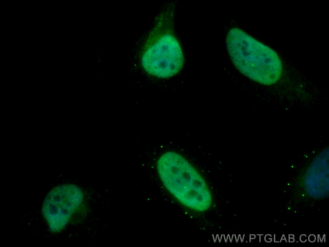 Histone H4 Antibody in Immunocytochemistry (ICC/IF)