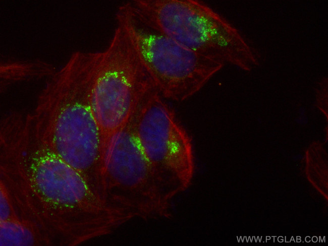 SYAP1 Antibody in Immunocytochemistry (ICC/IF)