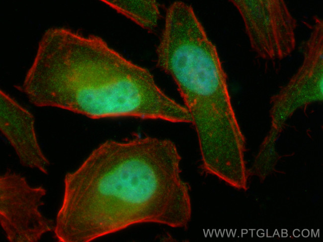 LENG9 Antibody in Immunocytochemistry (ICC/IF)
