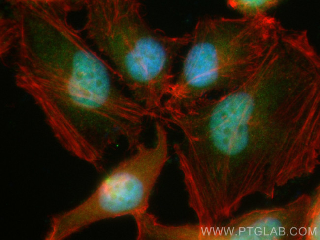 RTF2 Antibody in Immunocytochemistry (ICC/IF)