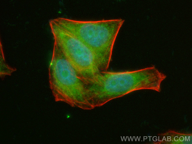 AMZ2 Antibody in Immunocytochemistry (ICC/IF)