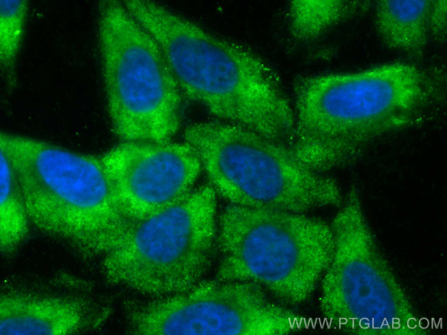 GPT2 Antibody in Immunocytochemistry (ICC/IF)