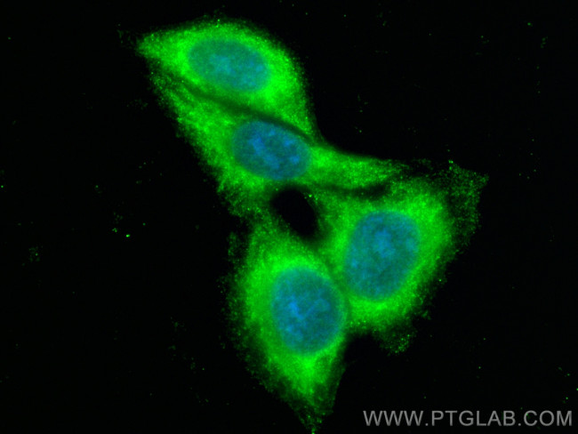 DCTD Antibody in Immunocytochemistry (ICC/IF)