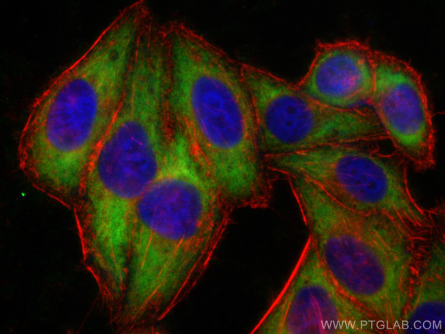 RPS21 Antibody in Immunocytochemistry (ICC/IF)