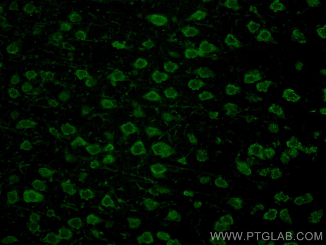 Syntabulin Antibody in Immunohistochemistry (PFA fixed) (IHC (PFA))