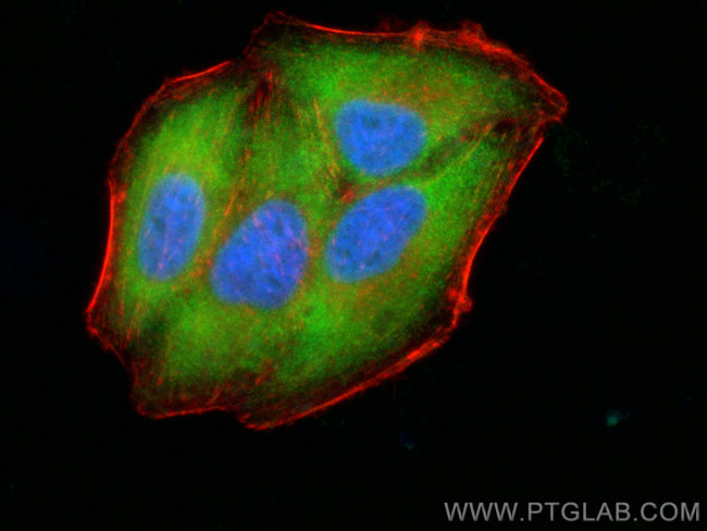 LZTFL1 Antibody in Immunocytochemistry (ICC/IF)