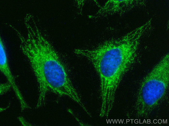 MRPL42 Antibody in Immunocytochemistry (ICC/IF)
